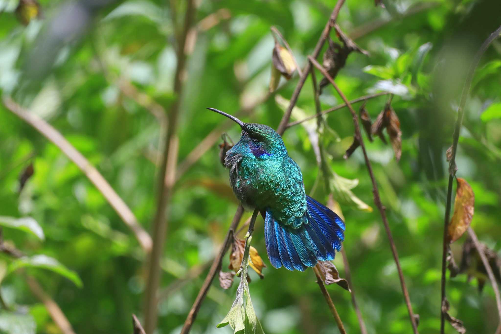 Photo of Lesser Violetear at Trogon Lodge(Costa Rica) by とみやん