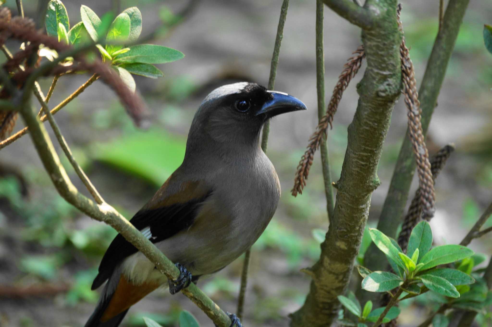 Photo of Grey Treepie at 台湾 by bea