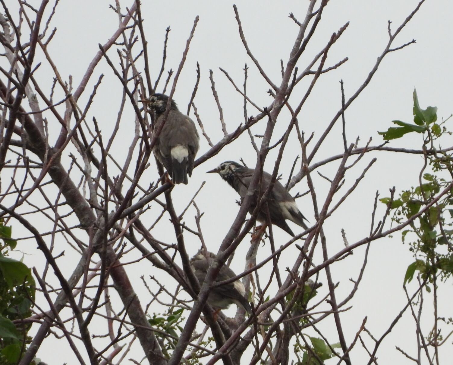 葛西臨海公園 ムクドリの写真