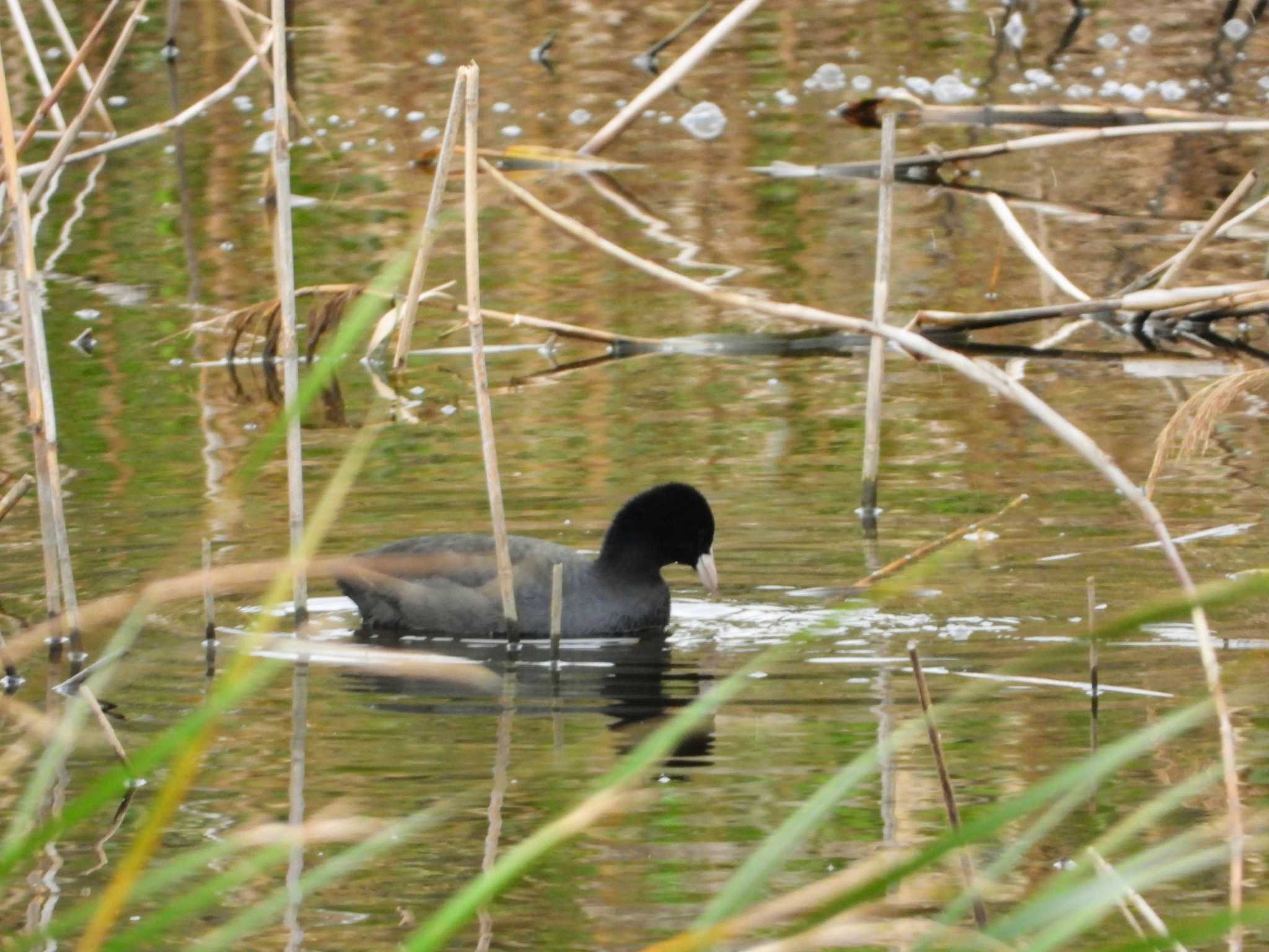 葛西臨海公園 オオバンの写真