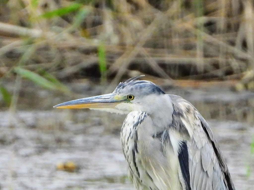 葛西臨海公園 アオサギの写真