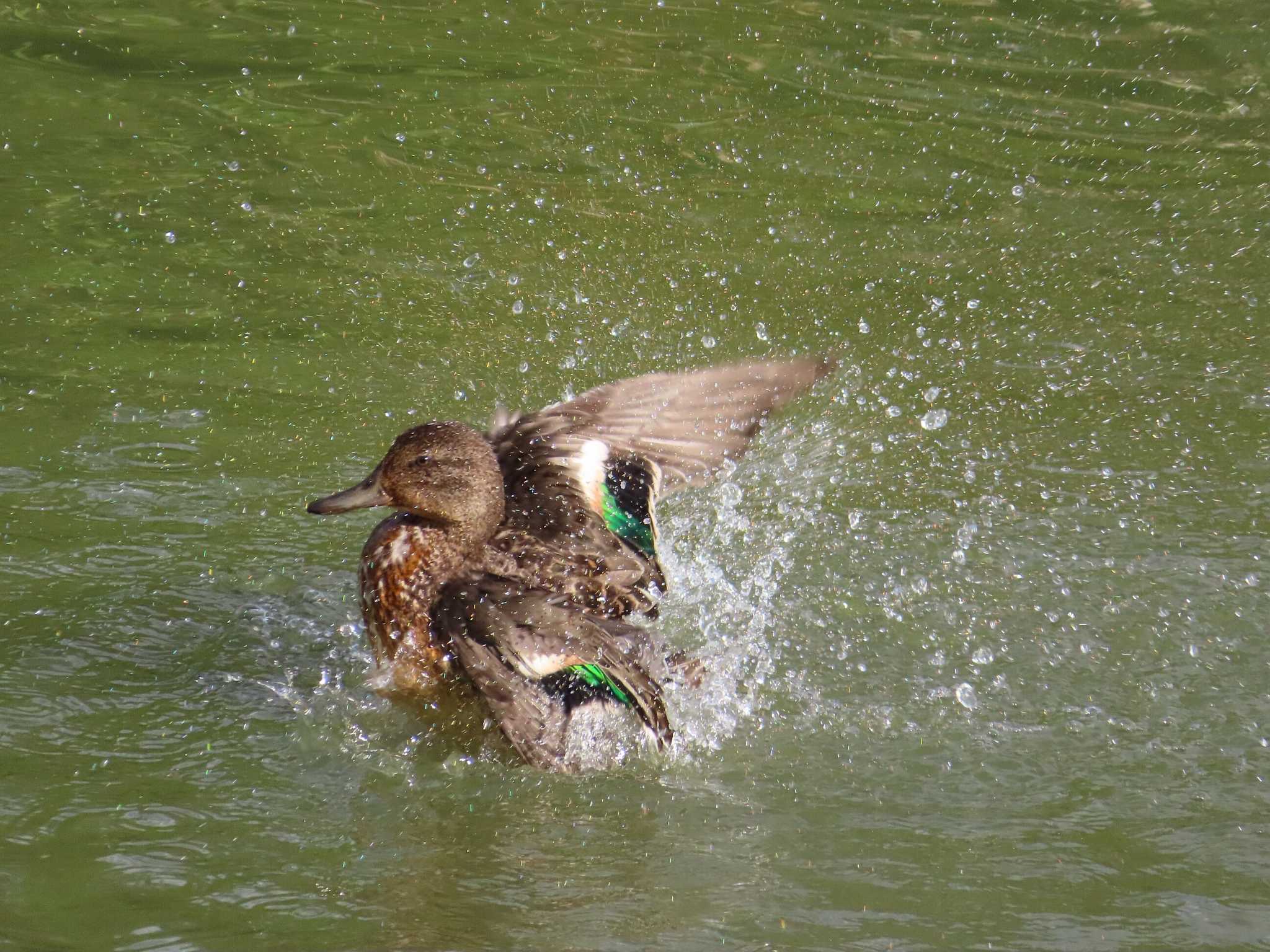 大池親水公園 コガモの写真