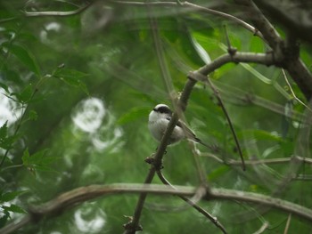 Long-tailed Tit Shinjuku Gyoen National Garden Wed, 10/16/2019