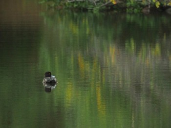 Tufted Duck Shinjuku Gyoen National Garden Wed, 10/16/2019