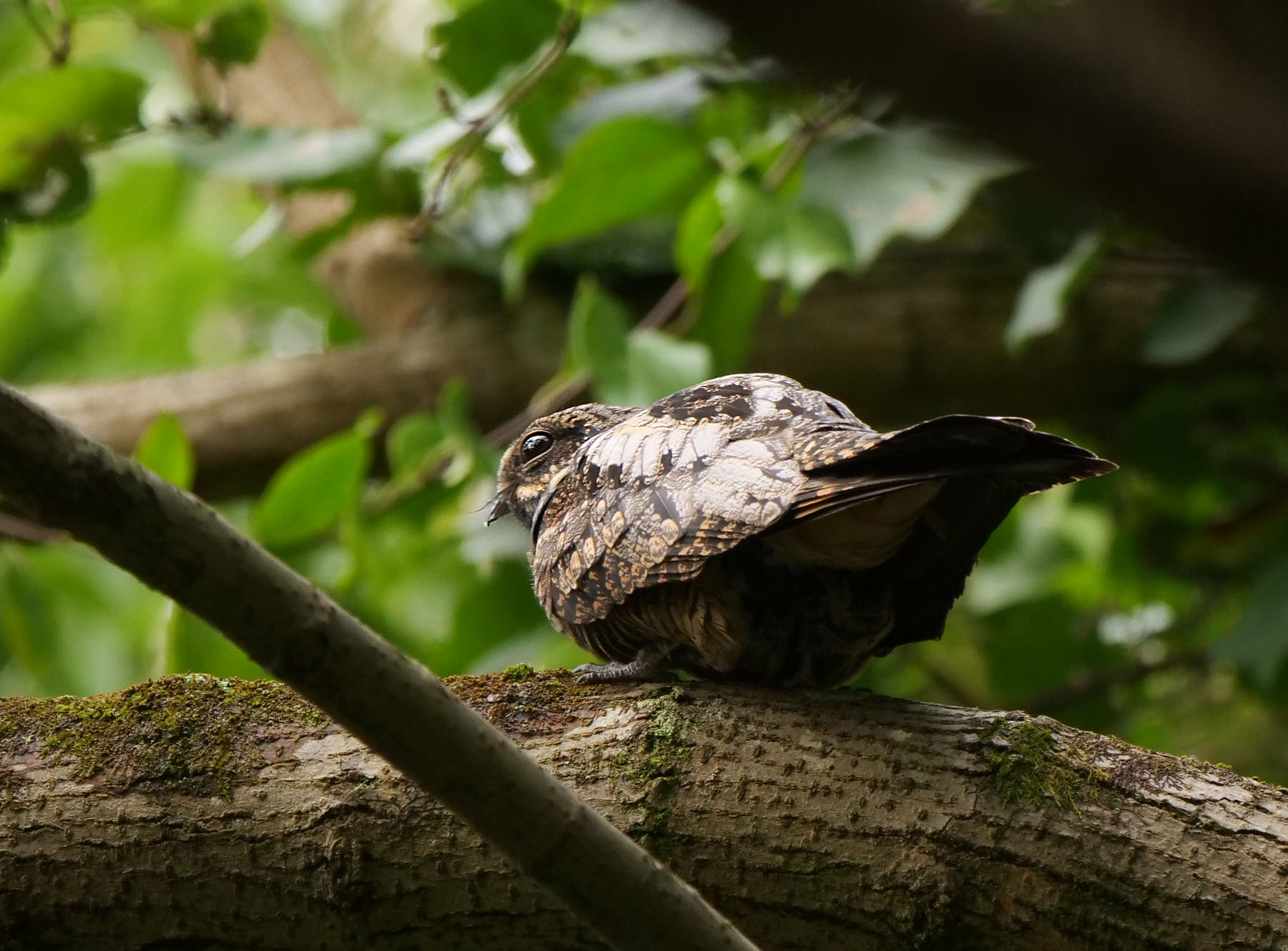 Photo of Grey Nightjar at 埼玉県 by Rothlega