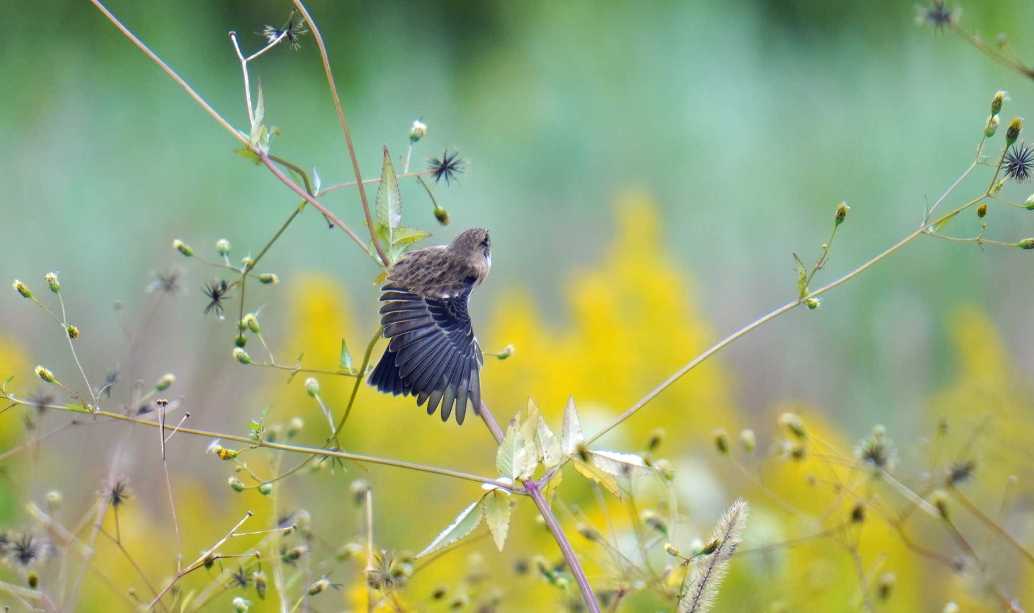 400mm F2.8 + 2倍テレコン + クロップ1.5倍 ＝ 1200mm by Orion-HAS