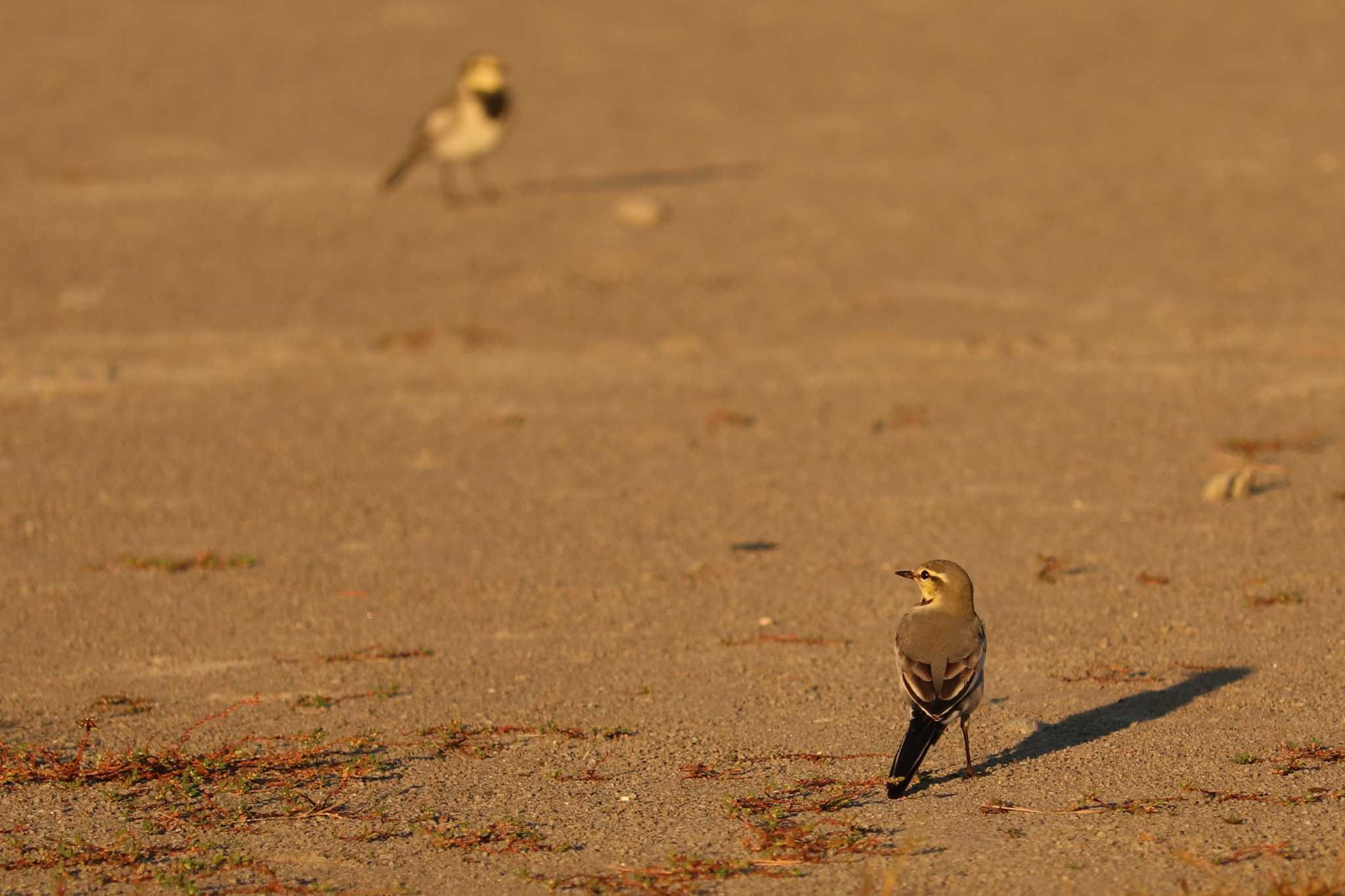 White Wagtail