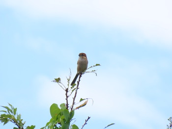 2019年10月6日(日) 城北わんど&公園の野鳥観察記録