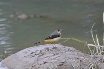 Grey Wagtail 兵庫島公園 Thu, 10/17/2019