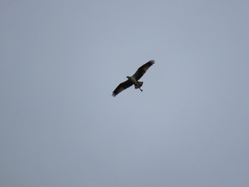 2019年10月12日(土) 香川県の野鳥観察記録