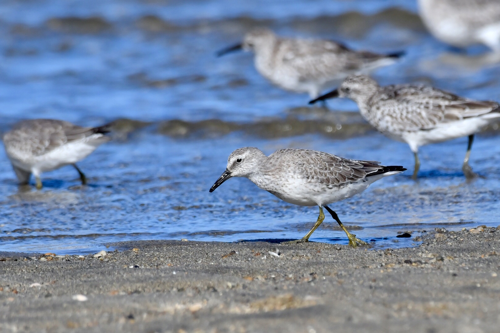 Photo of Red Knot at  by 倶利伽羅