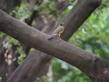 Brown-headed Thrush Tokyo Port Wild Bird Park Thu, 10/17/2019