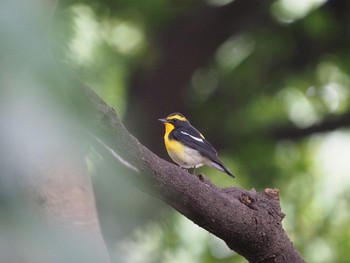 キビタキ 東京港野鳥公園 2019年10月17日(木)