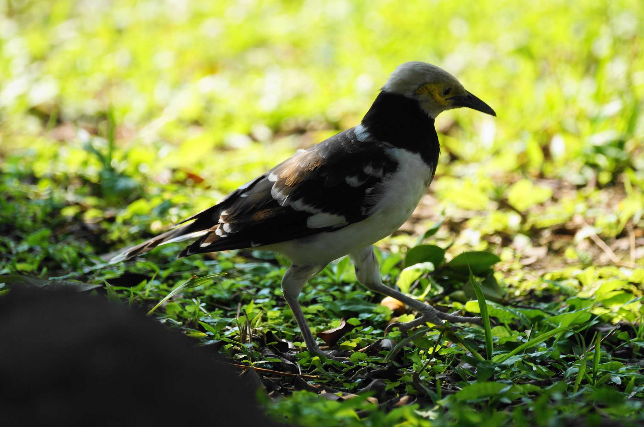 Photo of Black-collared Starling at 台湾 by bea