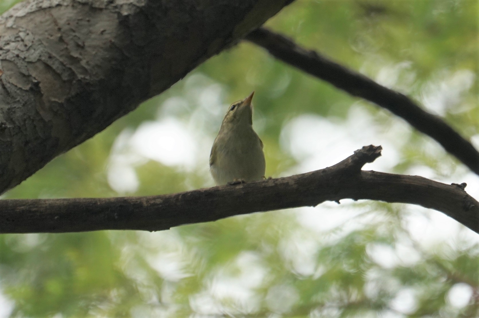 昆陽池公園 オオムシクイの写真 by マル