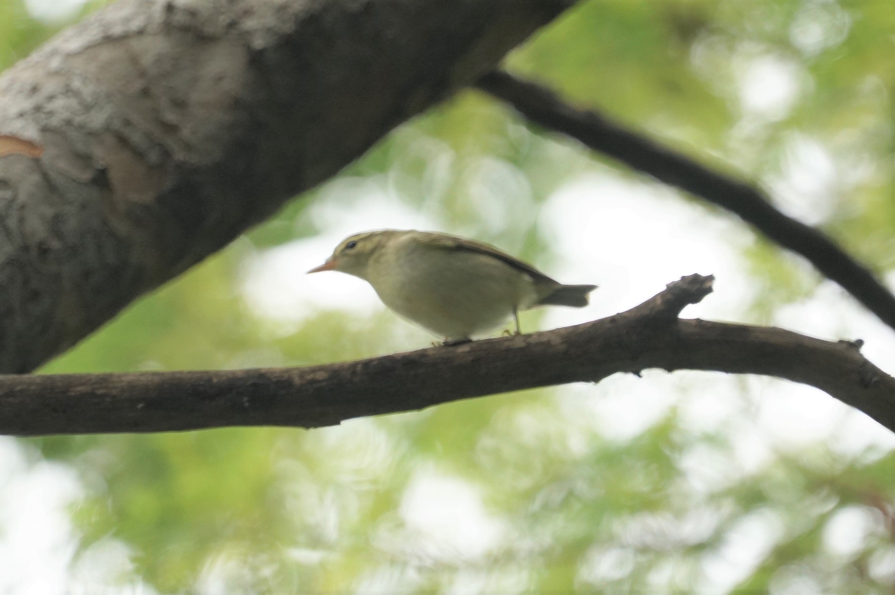 昆陽池公園 オオムシクイの写真 by マル