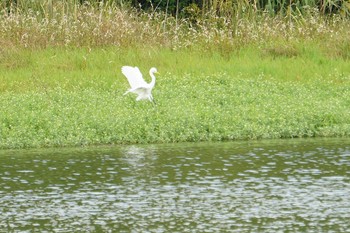 チュウサギ 昆陽池公園 2019年10月17日(木)