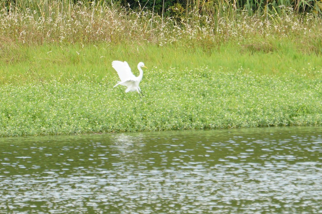 昆陽池公園 チュウサギの写真 by マル