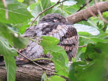 Grey Nightjar