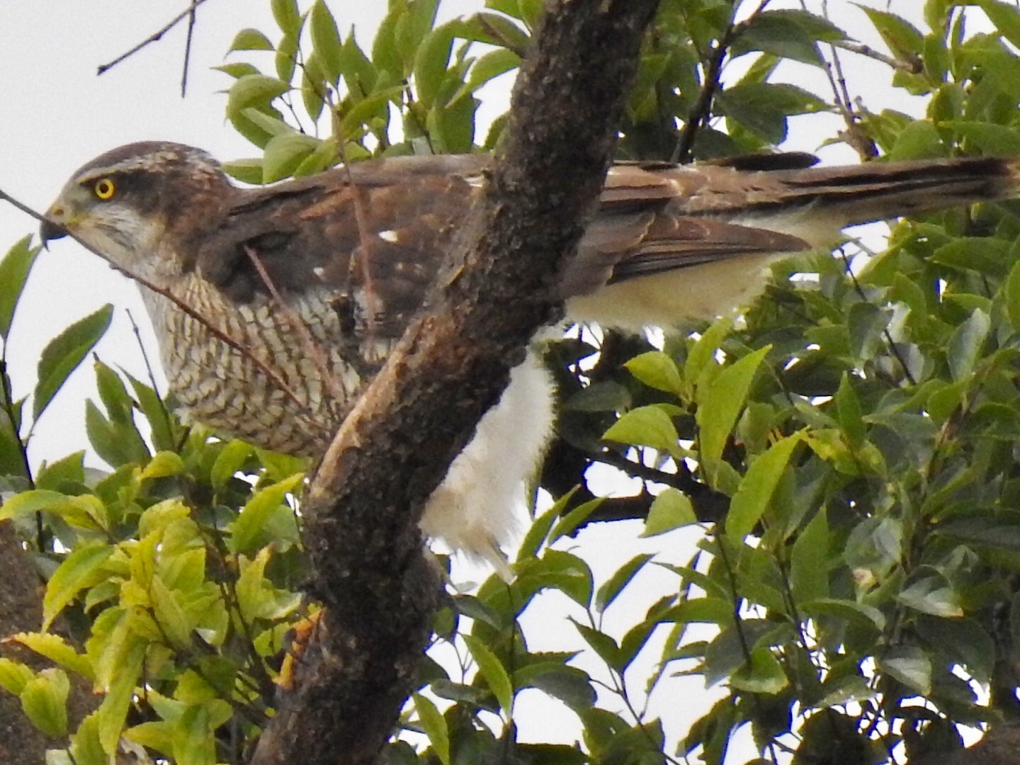 さいたま市 オオタカの写真 by なおんなおん