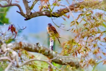 Meadow Bunting Unknown Spots Thu, 9/5/2019