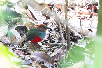 North Moluccan Pitta Binagara(halmahera) Sat, 10/12/2019