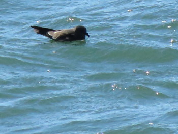 Band-rumped Storm Petrel