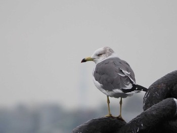 Black-tailed Gull 横浜港　氷川丸付近 Wed, 10/16/2019