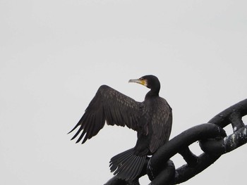 Great Cormorant 横浜港　氷川丸付近 Wed, 10/16/2019