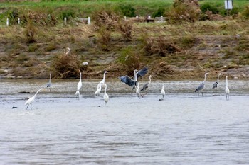 アオサギ 兵庫島公園 2019年10月17日(木)