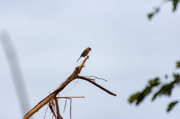 Bull-headed Shrike 兵庫島公園 Thu, 10/17/2019