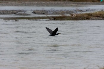 カワウ 兵庫島公園 2019年10月17日(木)