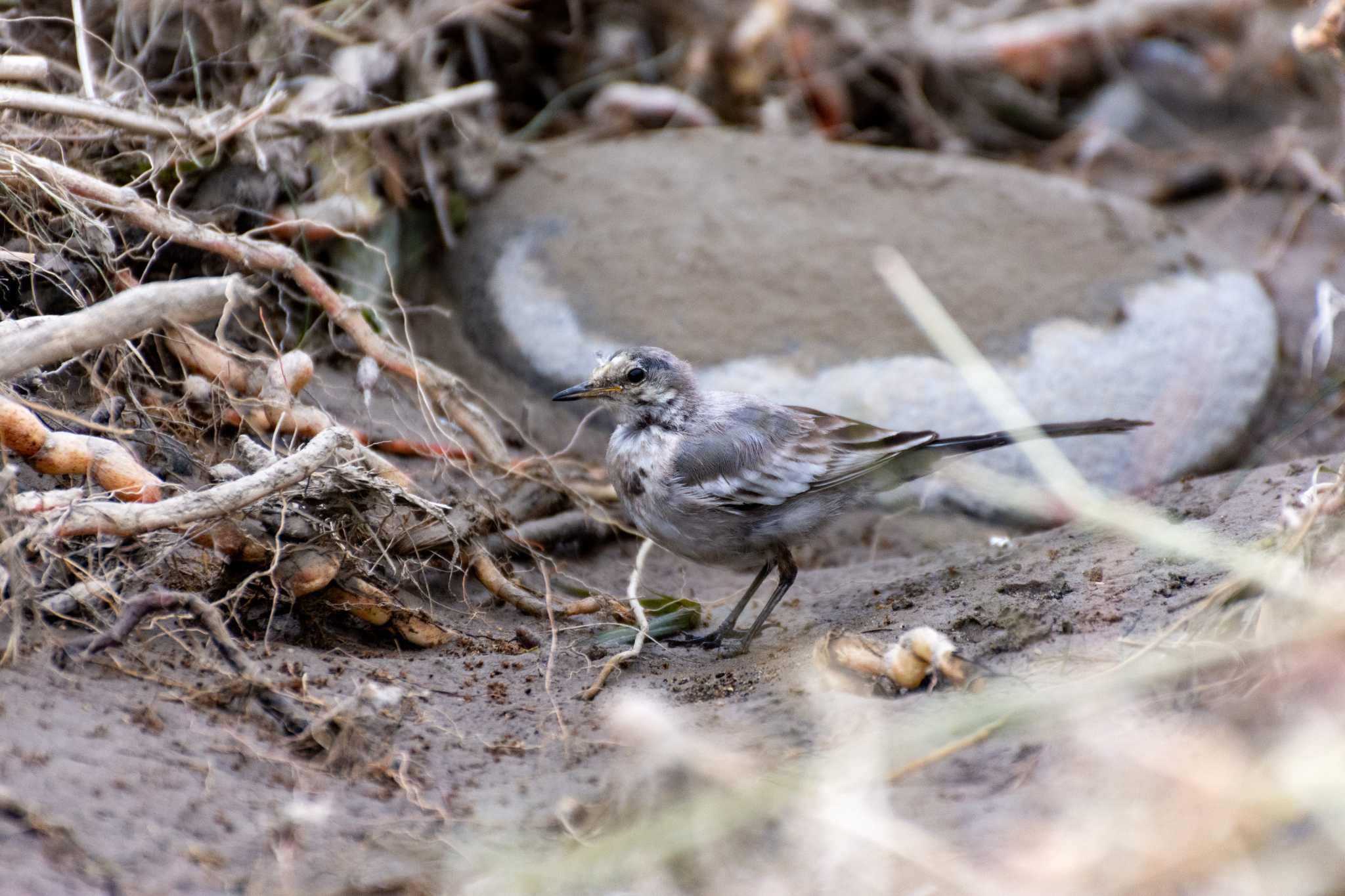 Photo of White Wagtail at 兵庫島公園 by Susumu Kuwabara