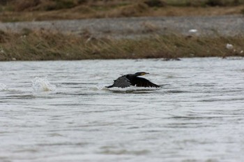 Great Cormorant 兵庫島公園 Thu, 10/17/2019