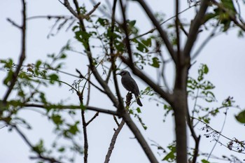 Brown-eared Bulbul 兵庫島公園 Thu, 10/17/2019