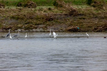 Little Egret 兵庫島公園 Thu, 10/17/2019