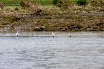 ダイサギ 兵庫島公園 2019年10月17日(木)