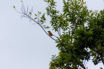 Bull-headed Shrike 兵庫島公園 Thu, 10/17/2019