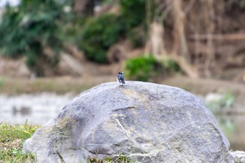 White Wagtail 兵庫島公園 Thu, 10/17/2019