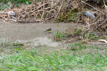 Grey Wagtail 兵庫島公園 Thu, 10/17/2019