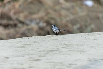 ハクセキレイ 兵庫島公園 2019年10月17日(木)