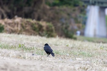 ハシブトガラス 兵庫島公園 2019年10月17日(木)