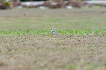 ハクセキレイ 兵庫島公園 2019年10月17日(木)