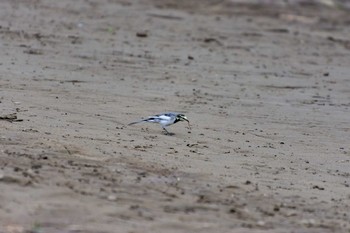 ハクセキレイ 兵庫島公園 2019年10月17日(木)