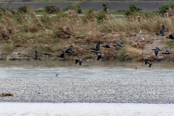 カワウ 兵庫島公園 2019年10月17日(木)