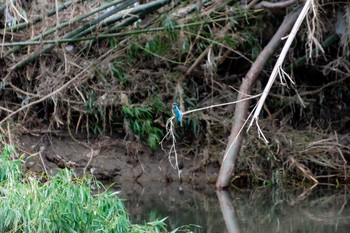 カワセミ 兵庫島公園 2019年10月17日(木)