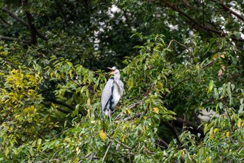 アオサギ 兵庫島公園 2019年10月17日(木)