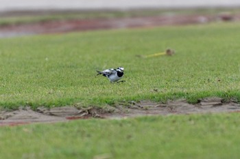 ハクセキレイ 兵庫島公園 2019年10月17日(木)