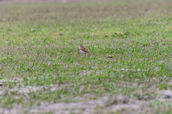 ヒバリ 兵庫島公園 2019年10月17日(木)