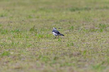 ハクセキレイ 兵庫島公園 2019年10月17日(木)